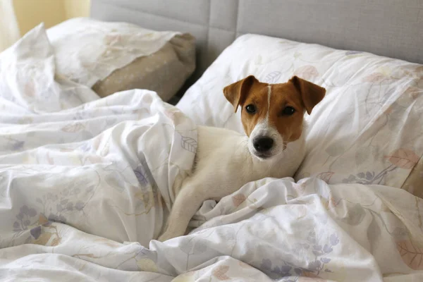 Cute Jack Russel terrier puppy with big ears sleeping on an unmade bed w/ blanket and pillows. Small adorable doggy with funny fur stains alone in bed. Close up, copy space, background.