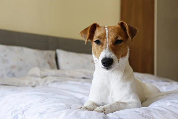 Lindo Cachorro Jack Russel Terrier Con Orejas Grandes Durmiendo Una — Foto de Stock