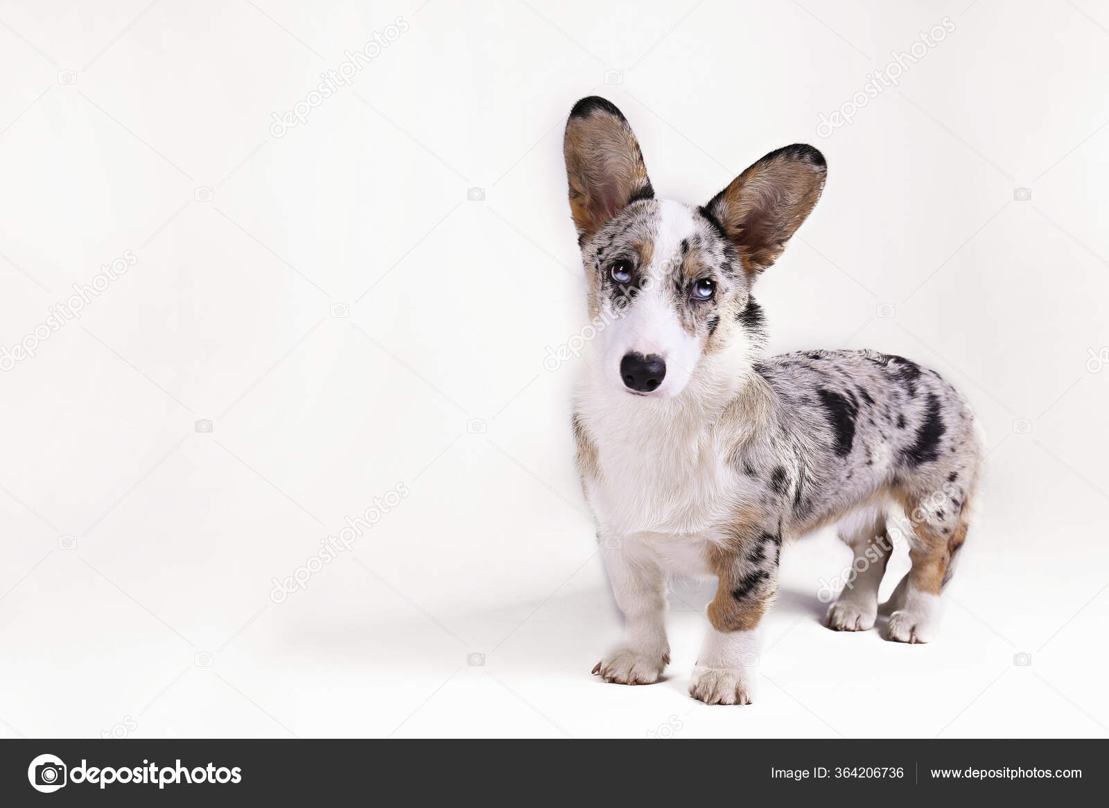 Blue merle sales corgi cardigan