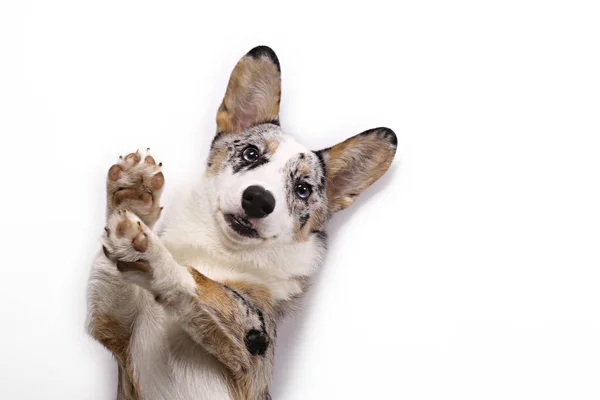 Merle Corgi Azul Con Grandes Orejas Divertidas Manchas Piel Cardigan —  Fotos de Stock