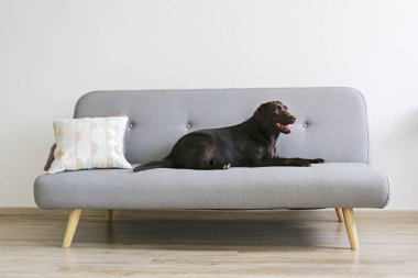 Gri tekstil kanepesinde duran 18 aylık çikolatalı Labrador Retriever 'ın portresi. Mutlu ve komik kahverengi köpek evde dinleniyor. Kapat, boşluğu kopyala.