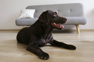 18 aylık çikolatalı Labrador Retriever 'ın portresi gri tekstil kanepesinin önünde ahşap doku zemininde yatıyor. Mutlu ve komik kahverengi köpek evde dinleniyor. Kapat, boşluğu kopyala.