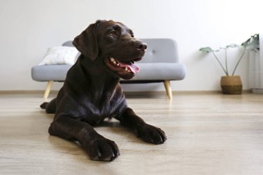 18 aylık çikolatalı Labrador Retriever 'ın portresi gri tekstil kanepesinin önünde ahşap doku zemininde yatıyor. Mutlu ve komik kahverengi köpek evde dinleniyor. Kapat, boşluğu kopyala.