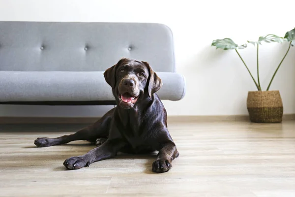 18个月大的巧克力拉布拉多人的肖像躺在灰色纺织品沙发前的木制纹理地板上 快乐而有趣的棕色狗在家里放松 复制空间 — 图库照片