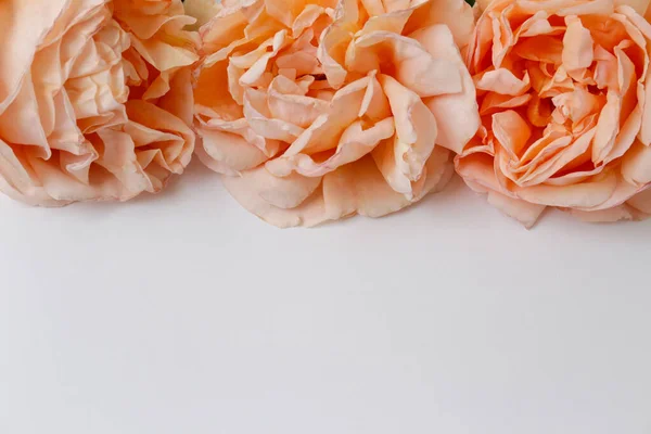 Macro Disparo Tres Flores Color Rosa Pálido Con Brote Exuberante — Foto de Stock