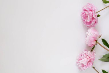 Güzel şakayık çiçeklerinin dokulu arka planda çekilmiş bir stüdyo resmi ve metin için bolca fotokopi alanı var. Kadınsı çiçek kompozisyonu. Yaklaş, üstten bak, arkaplan, düz yat.