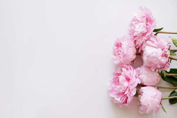 Студійний Знімок Красивих Квітів Півонії Над Текстурованим Тлом Великою Кількістю — стокове фото