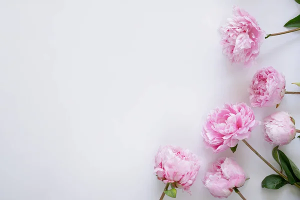 Studio Shot Beautiful Peony Flowers Textured Background Lot Copy Space — Stock Photo, Image