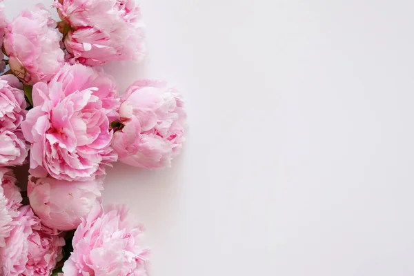 Studioaufnahme Schöner Pfingstrosenblüten Über Strukturiertem Hintergrund Mit Viel Kopierraum Für — Stockfoto