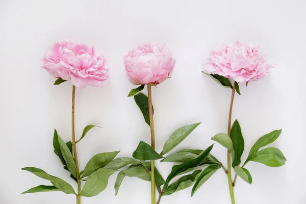 Studio Shot Van Mooie Pioenroos Bloemen Textuur Achtergrond Met Veel — Stockfoto