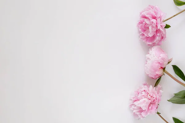 Estudio Plano Hermosas Flores Peonía Sobre Fondo Texturizado Con Montón — Foto de Stock