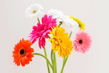 Renkli Gerbera çiçeklerinden oluşan, görünür taç yaprağı desenli bir buket stüdyo resmi. Parlak çiçek yapraklarıyla kompozisyonu kapat. Üst görünüm, izole edilmiş, kopyalama alanı.