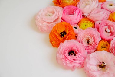 Güzel bir buket pembe, sarı ve turuncu Ranunculus çiçekleri görünür taç yaprağı dokusuyla. Parlak çiçek tomurcukları ile yakın kompozisyon. Üst görünüm, izole edilmiş, kopyalama alanı.