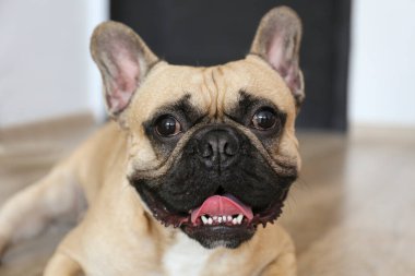 Ahşap desenli zeminde yatan üzgün yüz ifadesi olan komik, hayalperest Fransız. Fawn Fransız bulldog 'u evde siyah maskeli. Yüzü buruşuk safkan bir köpek. Kapat, kopyala boşluk, arkaplan.