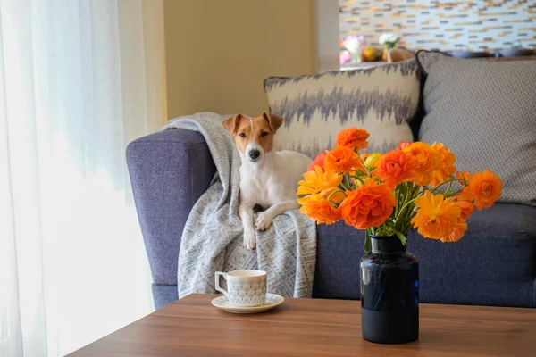 空荡荡的公寓 内饰简约的风格 前卫玻璃瓶中的花束咖啡桌 沙发上可爱的杰克鲁塞尔宠物狗 复制文本的空间 — 图库照片