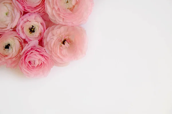 Stúdió Lövés Gyönyörű Csokor Halvány Rózsaszín Ranunculus Virágok Látható Szirom — Stock Fotó