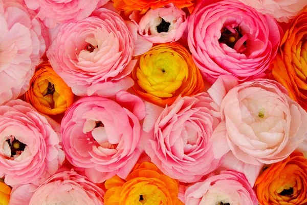 Makró Lövés Gyönyörű Csokor Rózsaszín Sárga Narancssárga Ranunculus Virágok Látható — Stock Fotó