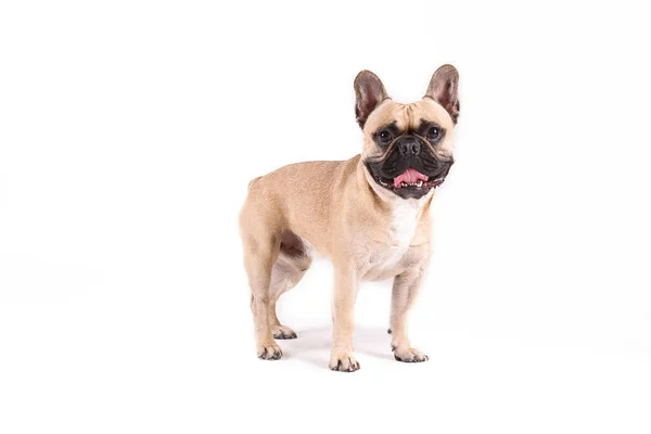 Anjing Bulldog Ras Ras Dengan Topeng Hitam Dan Pewarnaan Dada — Stok Foto