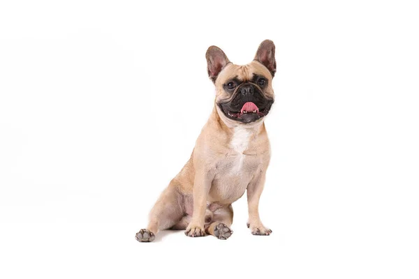 Purebred Fawn French Bulldog Black Mask White Chest Stain Posing — Stock Photo, Image