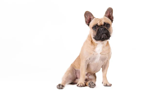 Racerene Fawn Fransk Bulldog Med Sort Maske Hvid Brystplet Udgør - Stock-foto