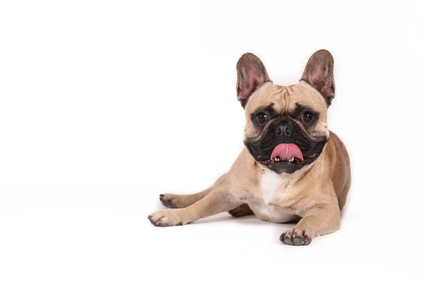 Purebred Fawn French Bulldog Black Mask White Chest Stain Posing — Stock Photo, Image