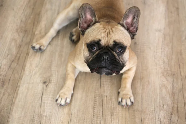 Funny dreamy frenchie with sad facial expression lying on wood textured floor. Fawn french bulldog with black mask at home. Purebred dog with wrinkled face. Close up, copy space, background.