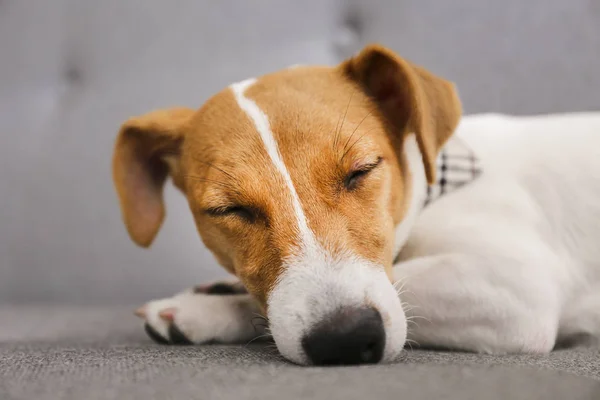 Mignon Chiot Jack Russel Terrier De Cinq Mois Avec Des Oreilles Pliees Se Prelassant Sur Un Mignon Chiot Jack Russel Terrier De Cinq Mois Avec Des Oreilles Pliees Se Prelassant Sur Un