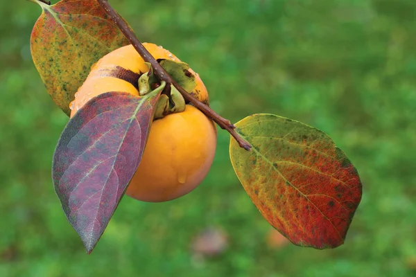熟した柿のフルーツ — ストック写真