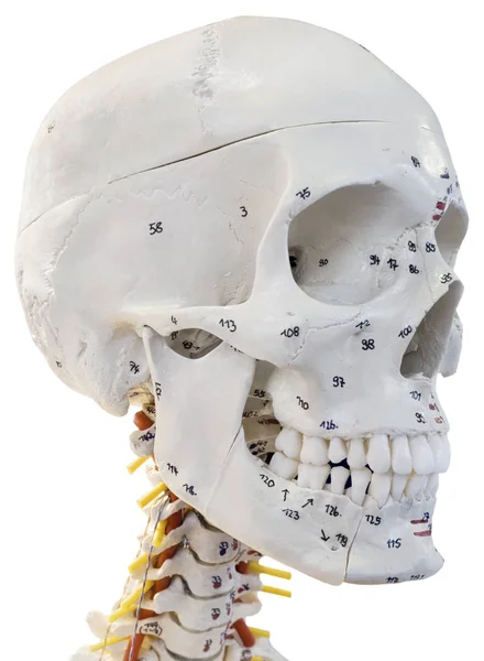 Model of Human Head Cutout — Stock Photo, Image