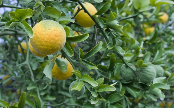 カラタチの柑橘系の果物の木 — ストック写真