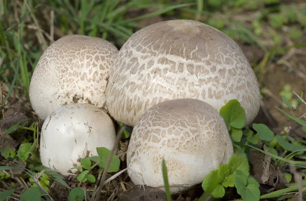 Agaricus Bisporus Mushrooms — Stock Photo, Image