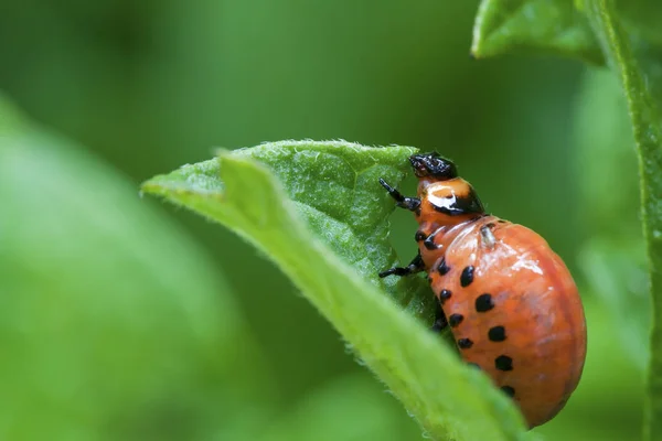 Colorado Potato Beetle — Stock Photo, Image