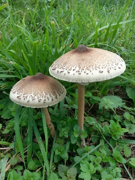 Two Parasol Mushrooms — Stock Photo, Image