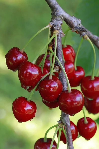 Rama madura de cereza — Foto de Stock