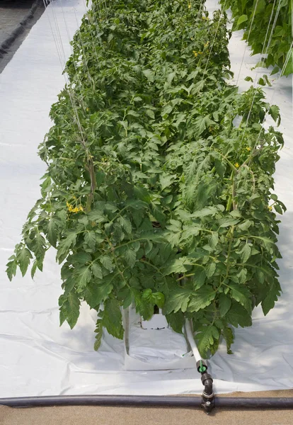 Cultivo de tomate hidropônico — Fotografia de Stock