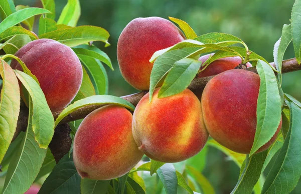 Ripe Peach Branch — Stock Photo, Image