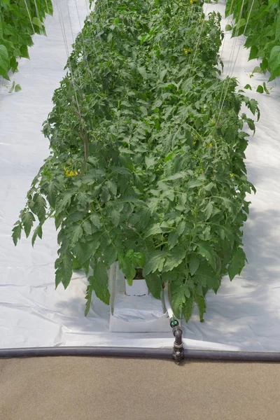 Hydroponiska tomatplantor — Stockfoto