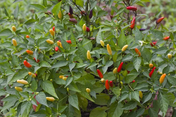 Chilli Pepper Bush — Stock Photo, Image