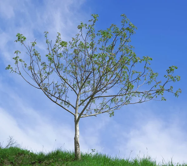 Walnut Tree bestuiving — Stockfoto