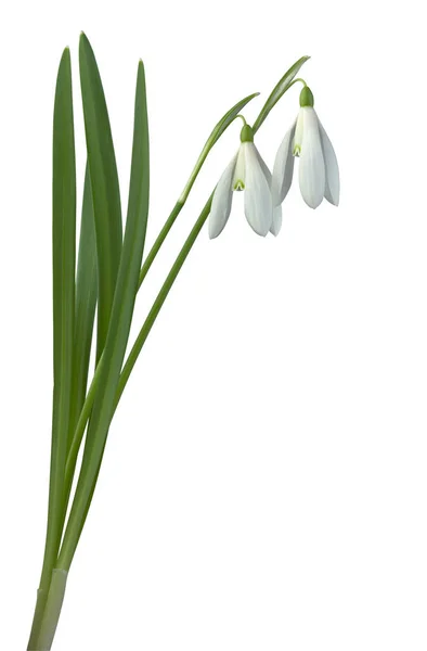 Galanthus Nivalis Common Snowdrop Flowers Cutout — Stock Photo, Image