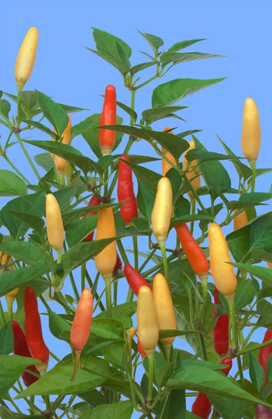 Tabasco Chilli Peppers Plant Isolated Blue Background — Stock Photo, Image