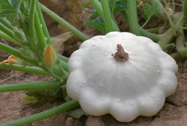 Branco Pattypan Squash — Fotografia de Stock