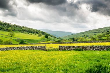 Düğün çiçeği çayırları. Yorkshire
