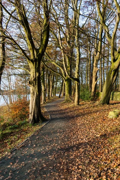 Hösten skogen med kala träden — Stockfoto