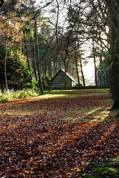 Bois d'automne avec bâtiment — Photo