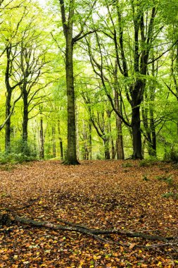 sonbahar yaprakları koruyu