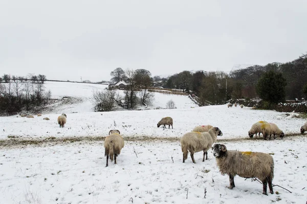 Ovejas alimentándose en la nieve — Foto de Stock