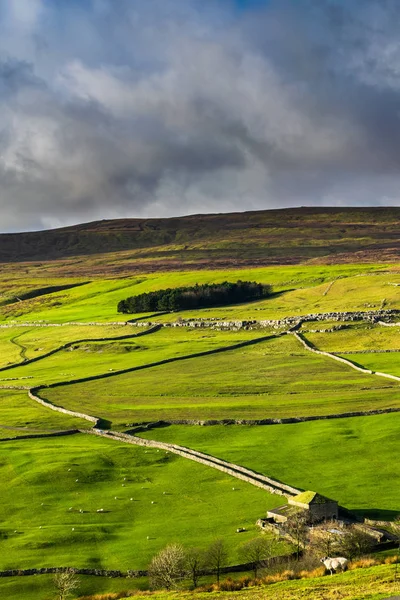 Darnbrook bozkırı. Yorkshire Dales Ulusal Parkı