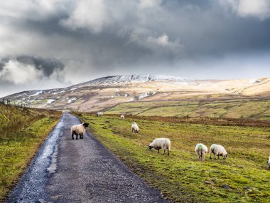 Kışın Swaledale koyunu, bir su deposu ve dağların yanında.