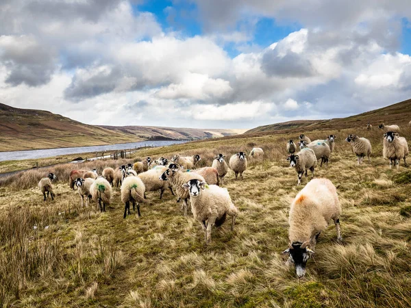 Ovejas Swaledale Invierno Junto Embalse Montañas — Foto de Stock